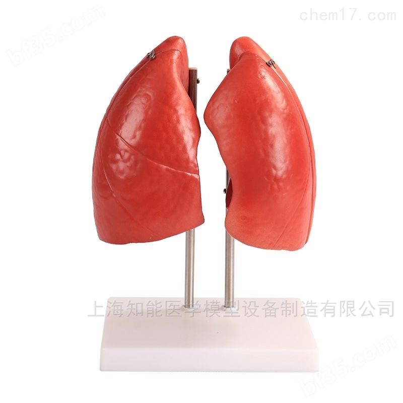 销售肺结构模型报价